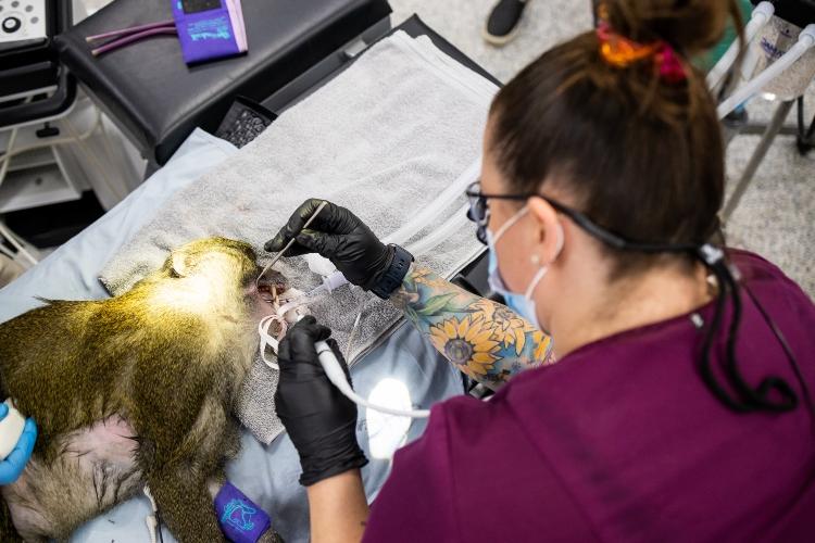 A dental hygiene student works on a swamp monkey's teeth