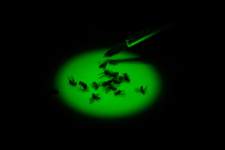 Drosophila flies under green light,